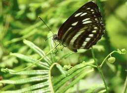 Phaedyma columella Cramer 1782 resmi