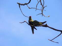 Image of Thick-billed parrot