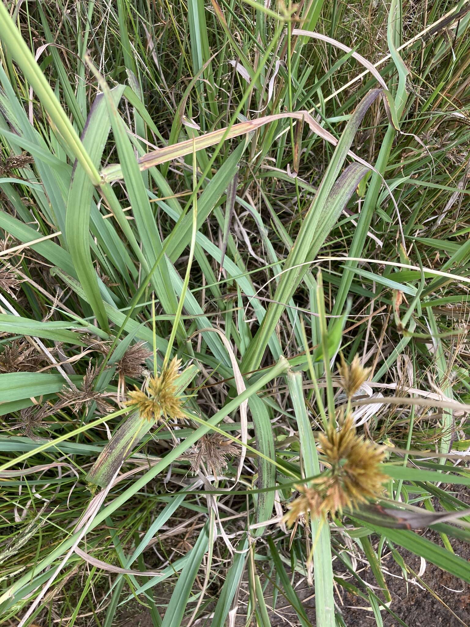 Image of manyspike flatsedge