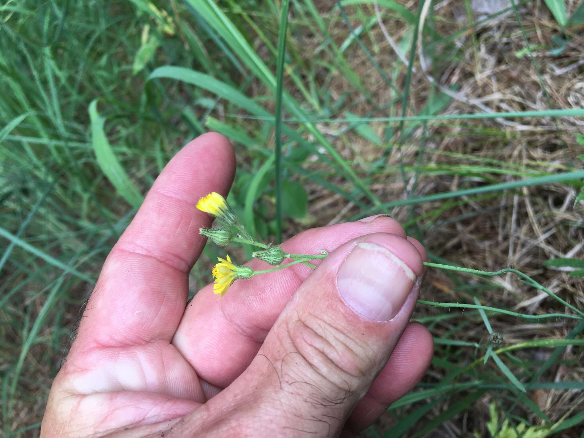 صورة Pilosella piloselloides subsp. piloselloides