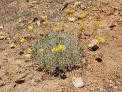 Image of Eriogonum strictum var. anserinum (Greene) S. Stokes