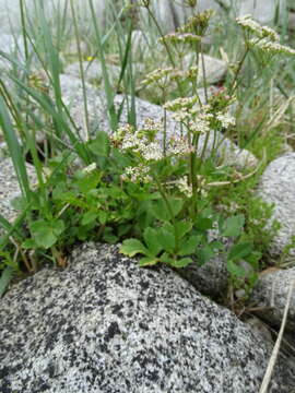 Ligusticum scoticum L. resmi