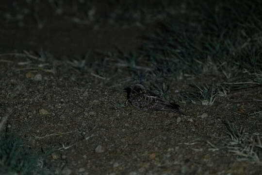 Image of Dusky Nightjar