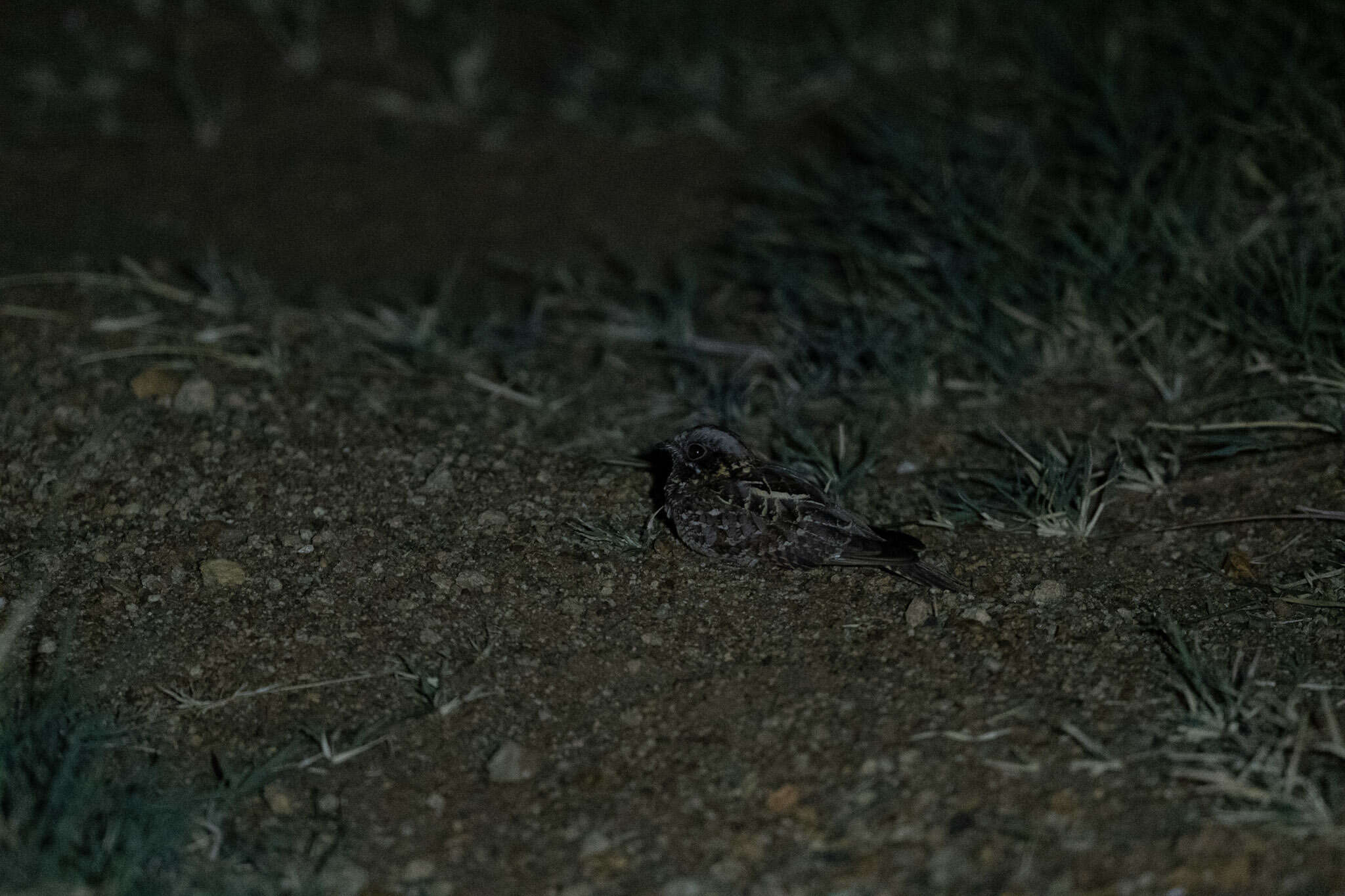 Image of Dusky Nightjar