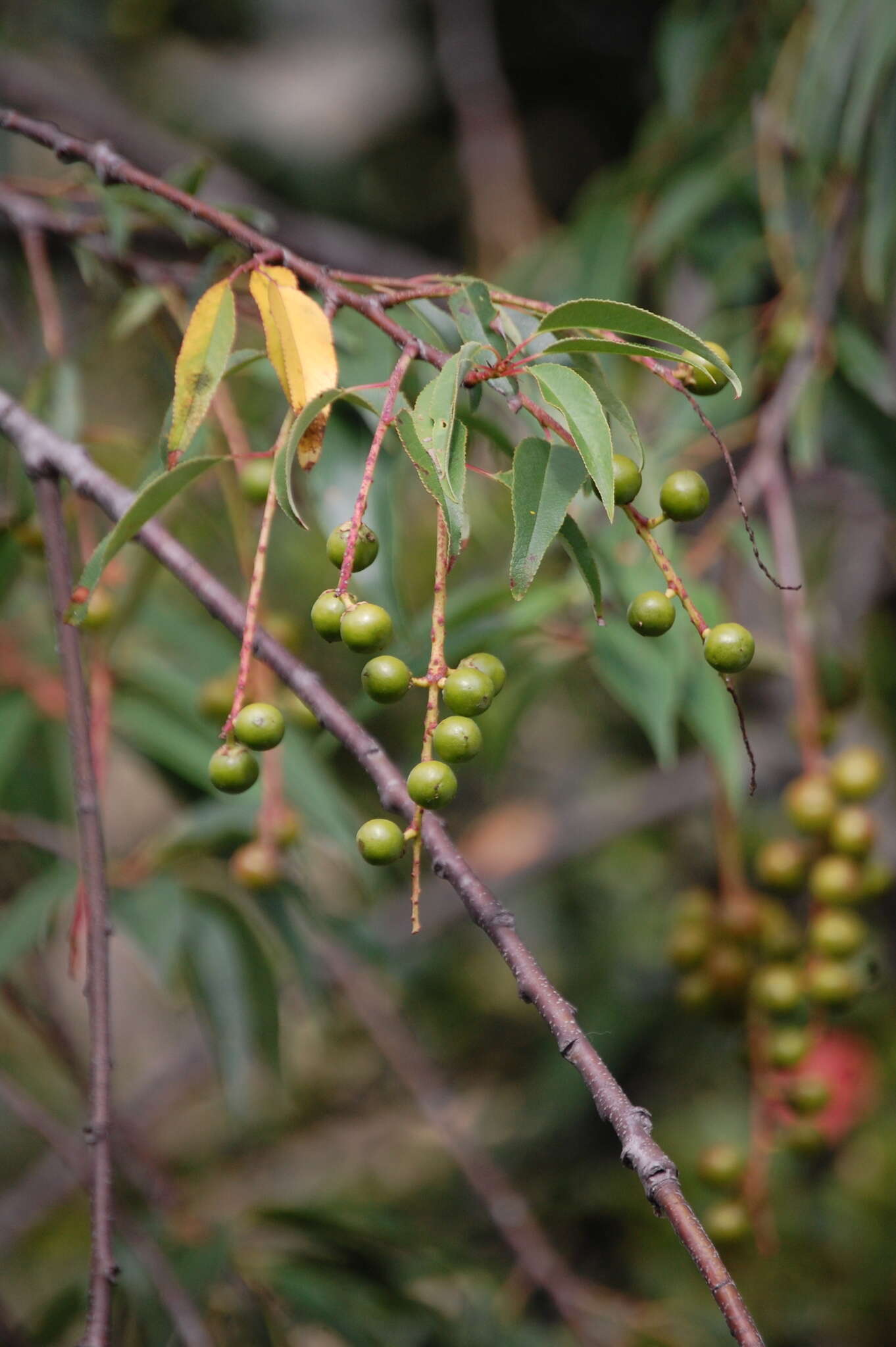 Image de Prunus serotina var. capuli (Cav.) S. Hatusima