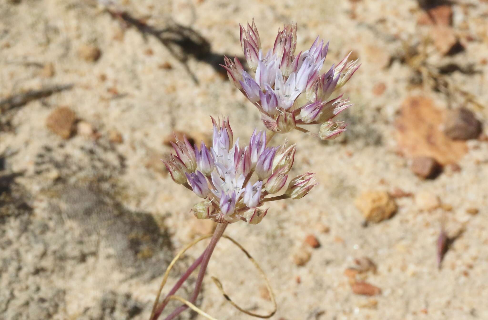 Image of Parry's fringed onion