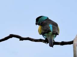 Image of Hooded Parrot