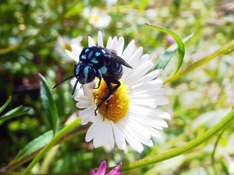 Sivun Thyreus nitidulus nitidulus (Fabricius 1804) kuva