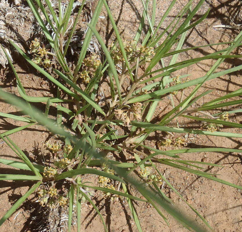 Image de Stenostelma capense Schltr.