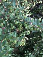 Слика од Persoonia myrtilloides subsp. myrtilloides