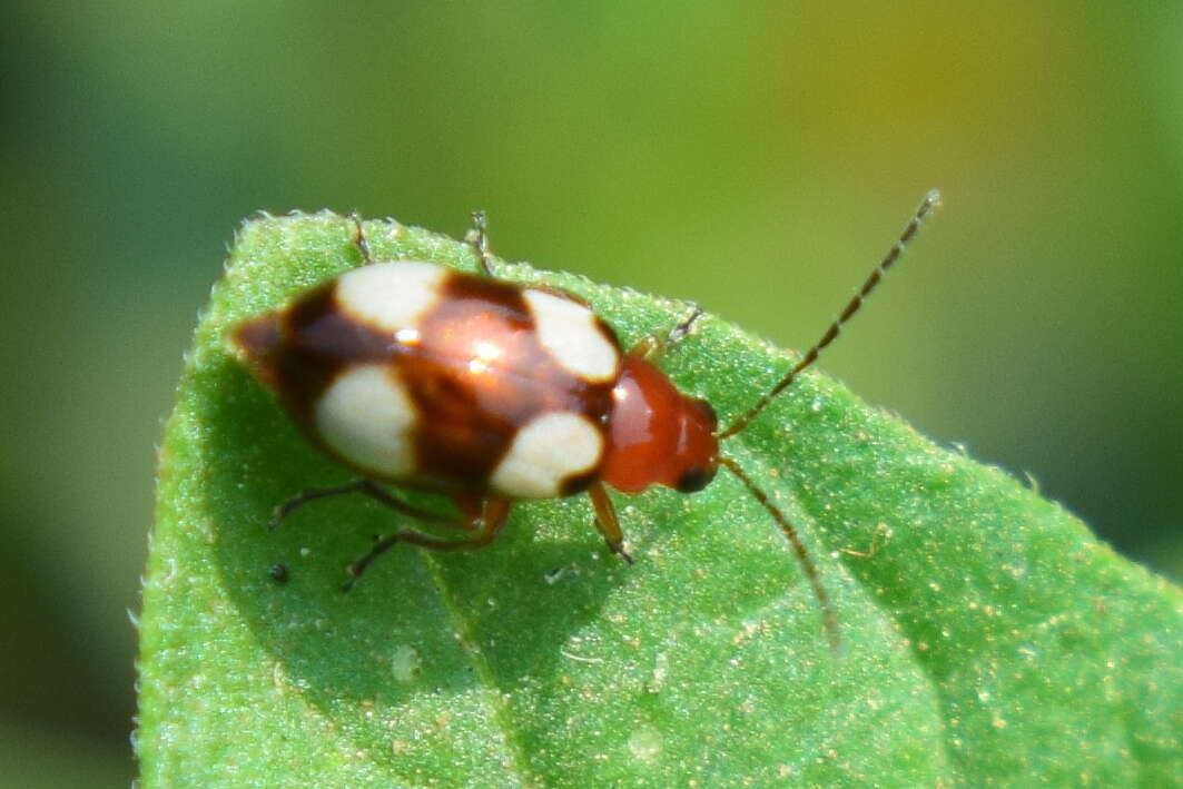 Image of <i>Monolepta signata</i>