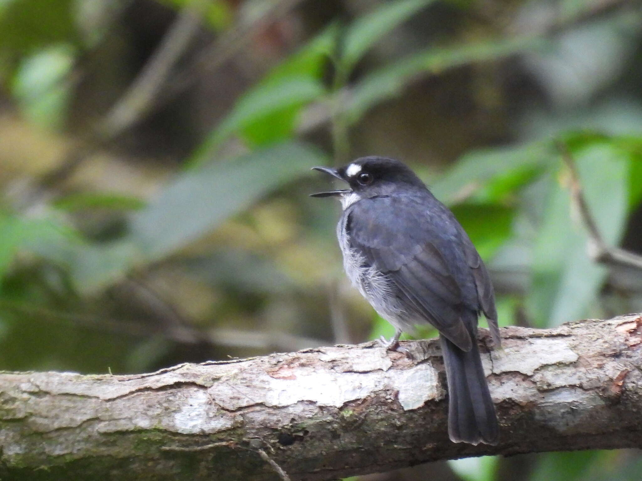 Imagem de Fraseria cinerascens Hartlaub 1857