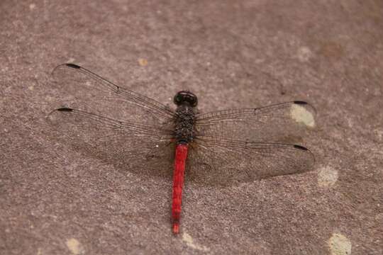 Image of Red Rock-dweller