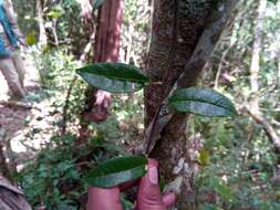 Image of Solanum madagascariense Dun.