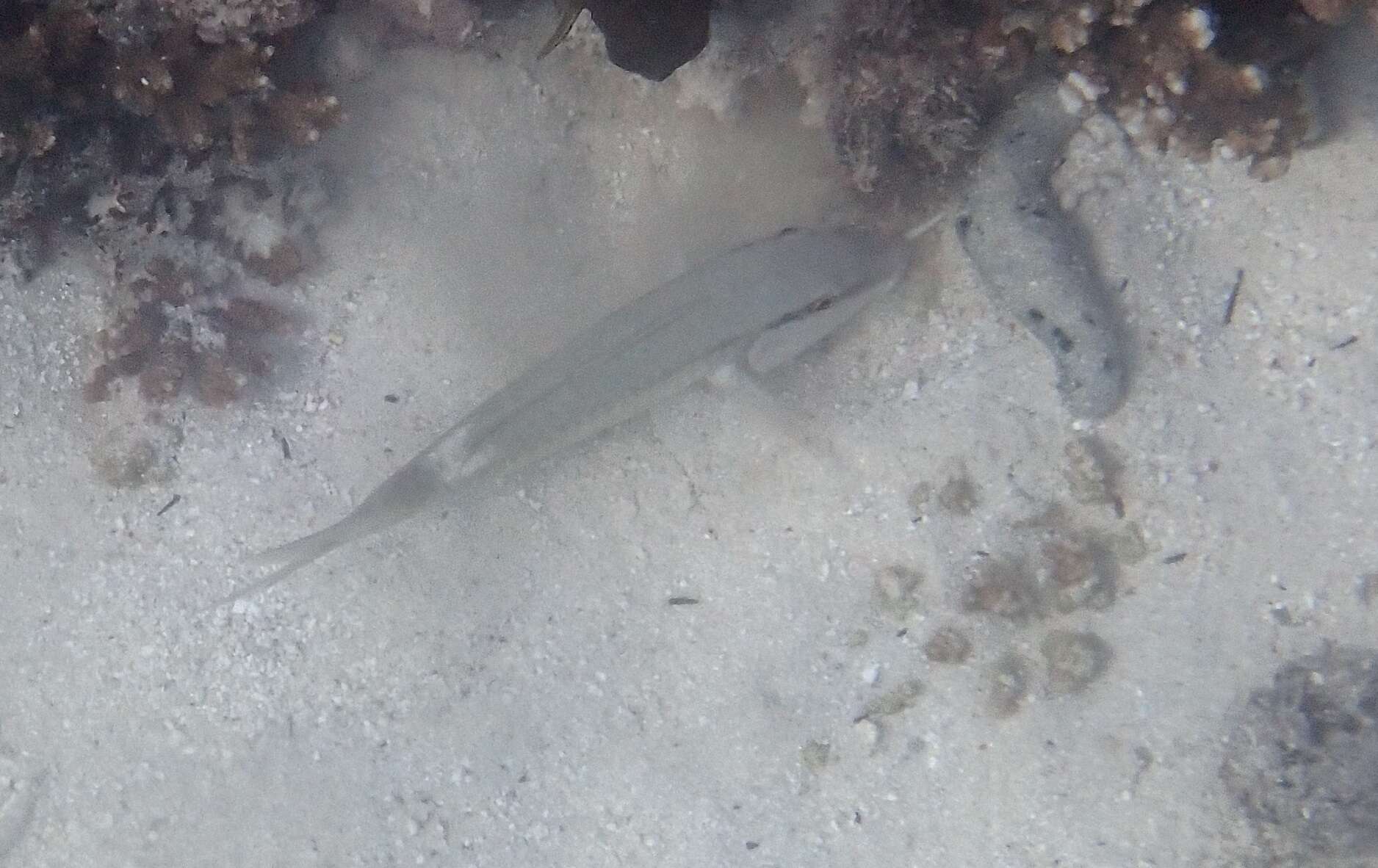 Image of Pearly goatfish