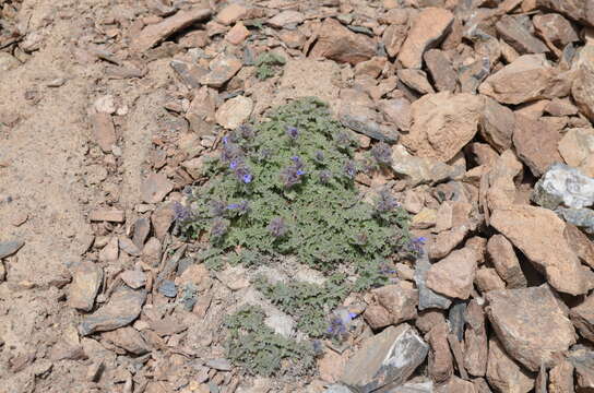 Image of Nepeta longibracteata Benth.