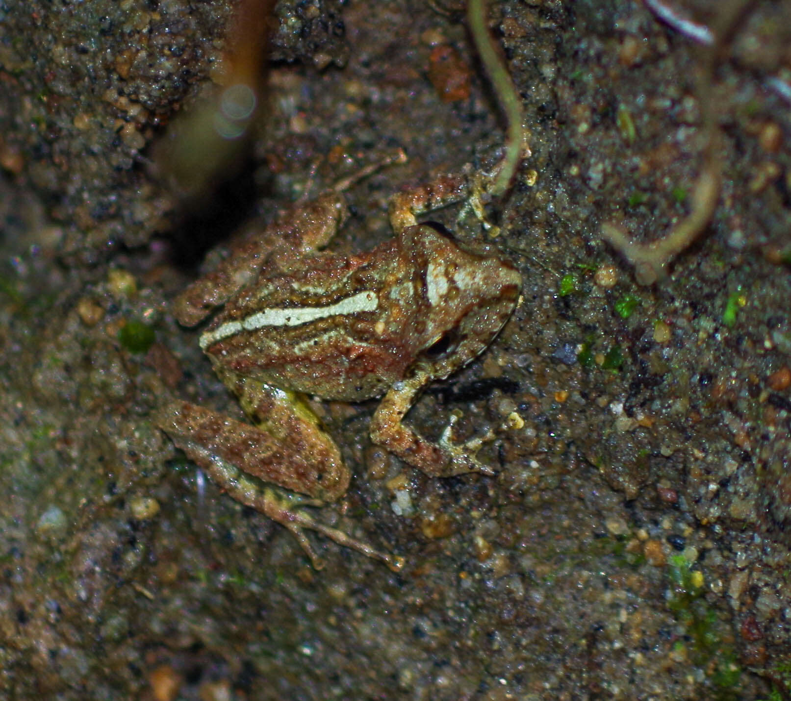 Image of Chiriboga robber frog