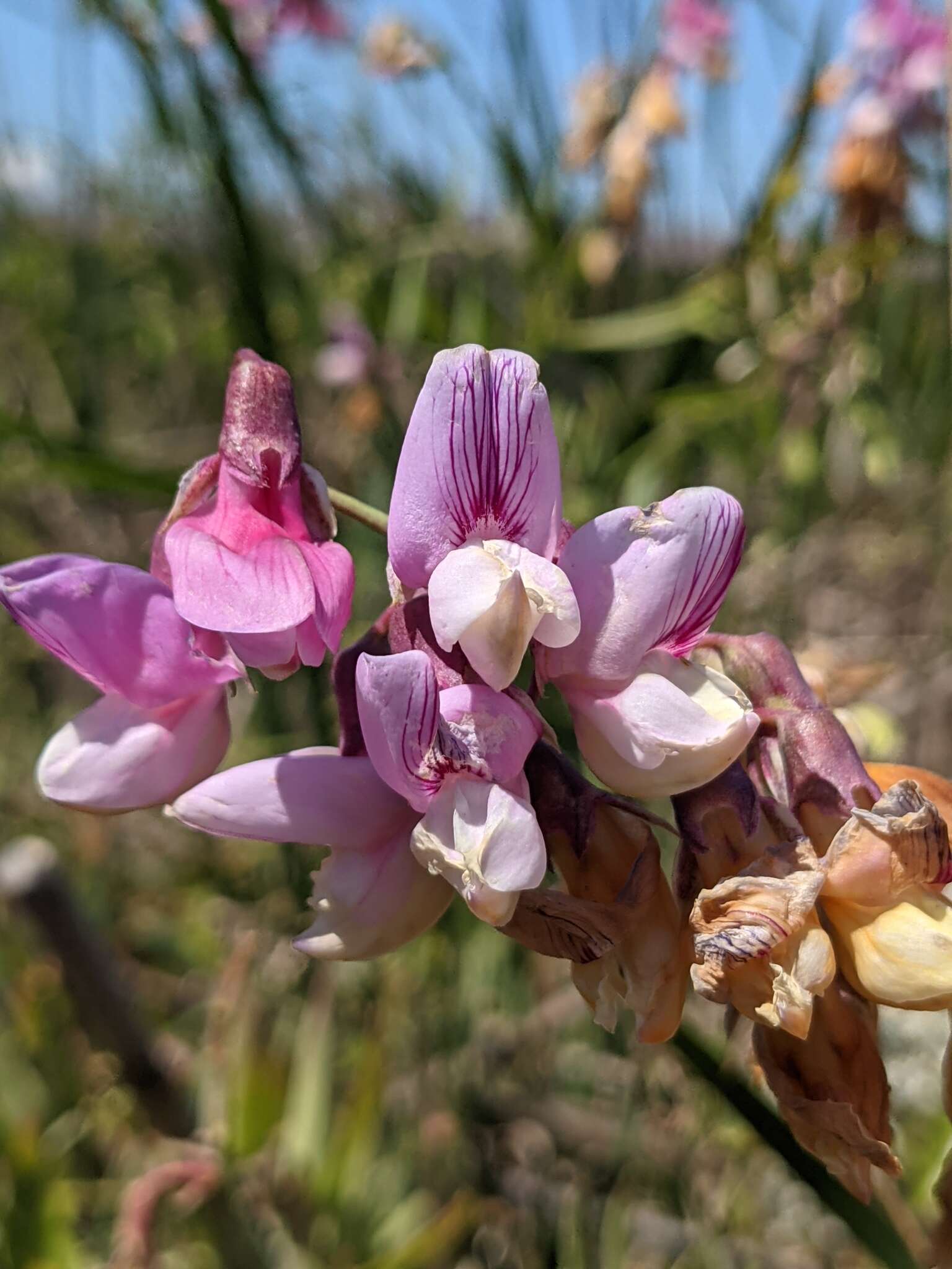 Sivun Lathyrus jepsonii subsp. jepsonii kuva