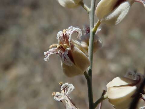 Image of Metcalf Canyon jewelflower