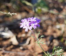 Image of Glandularia aristigera (S. Moore) Tronc.