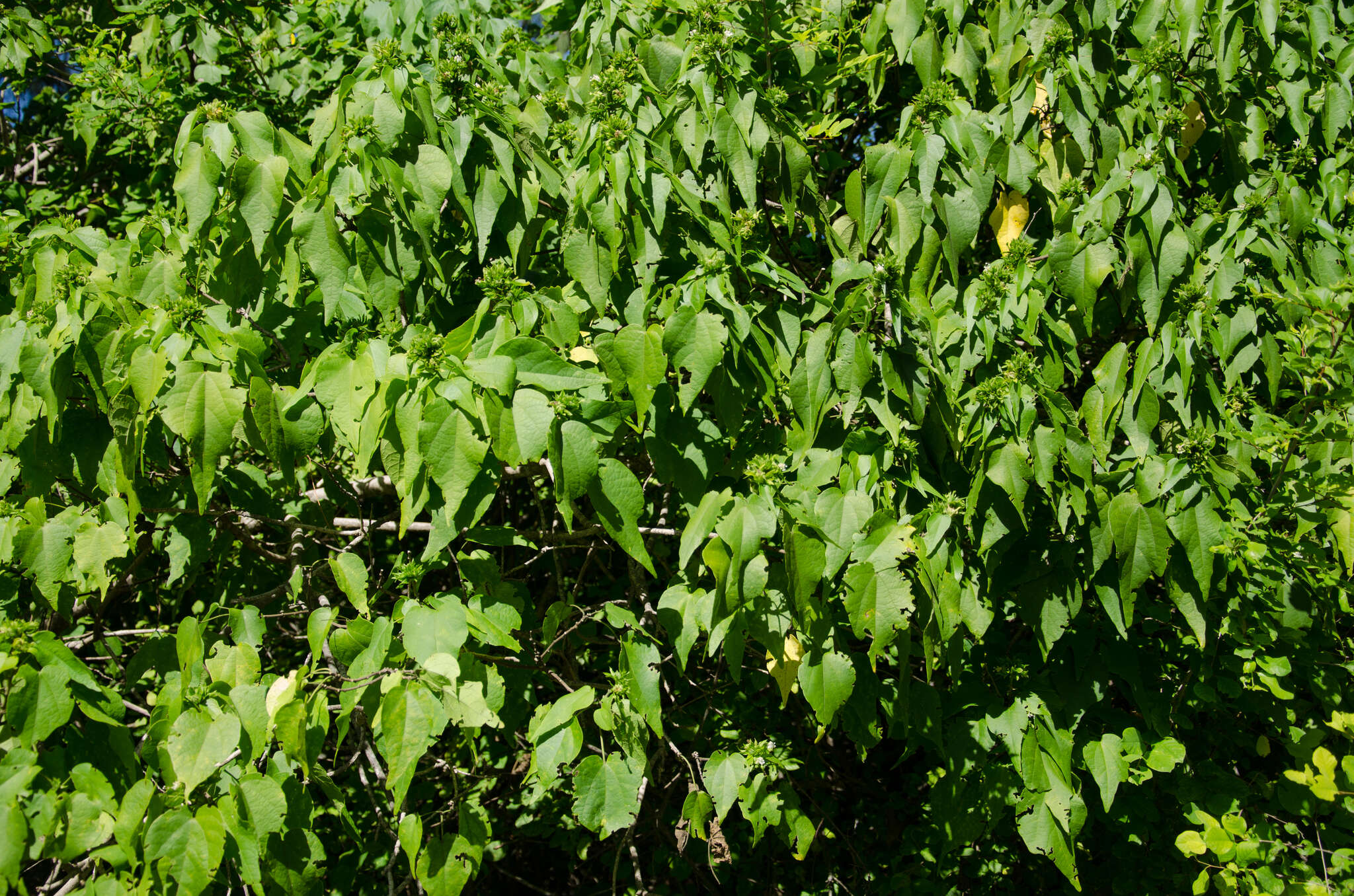 Image of Perrierophytum glomeratum Hochr.