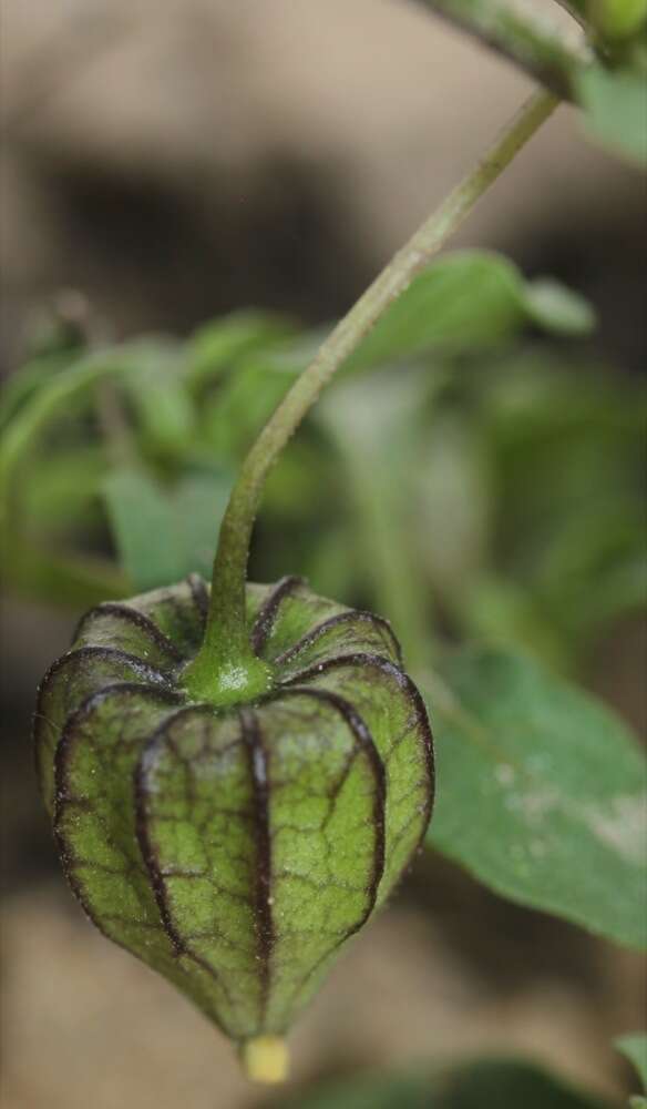 Physalis angulata L. resmi