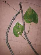 Image of Tinospora cordifolia (Willd.) Miers