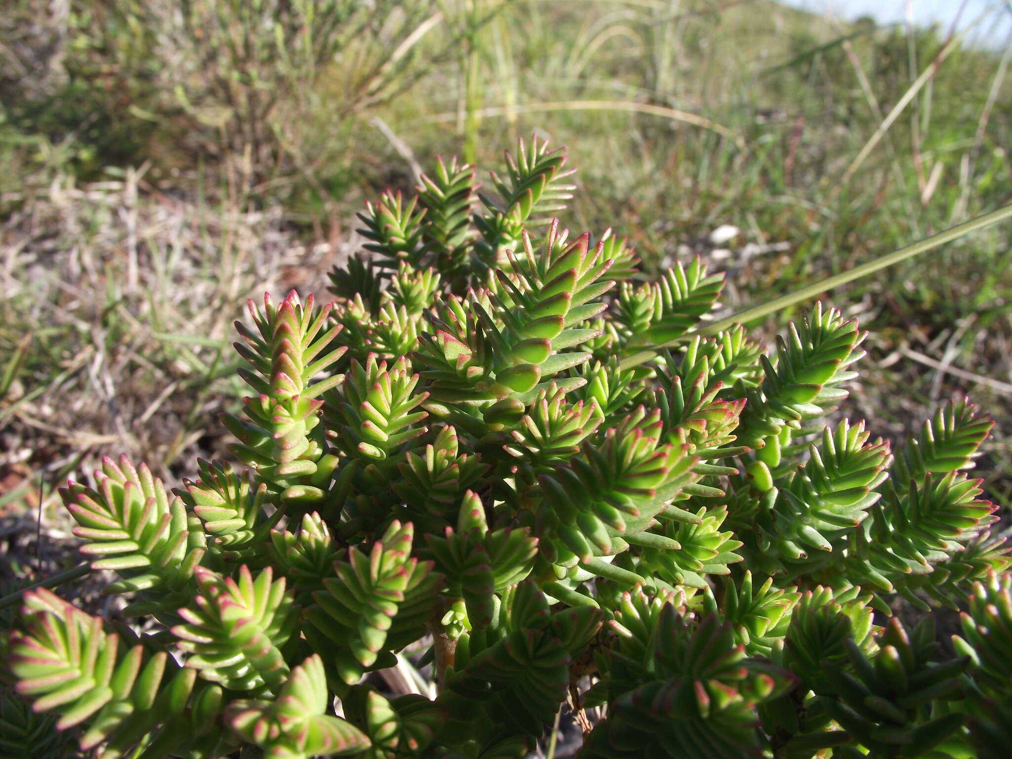 Image of Crassula ericoides subsp. ericoides