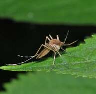 Image of Aedes flavescens (Muller 1764)