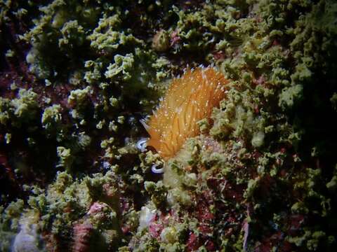 Image of White-tentacled japanese aeolis