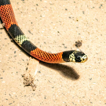 Image of Aesculapian False Coral Snake