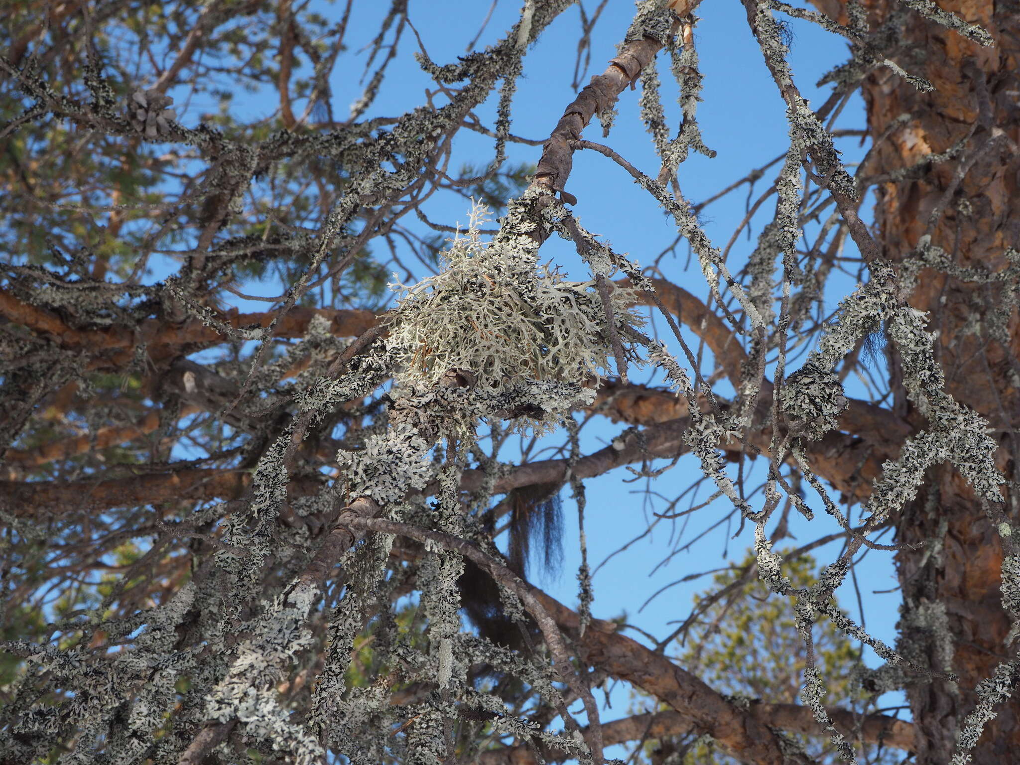 Image of light and dark lichen