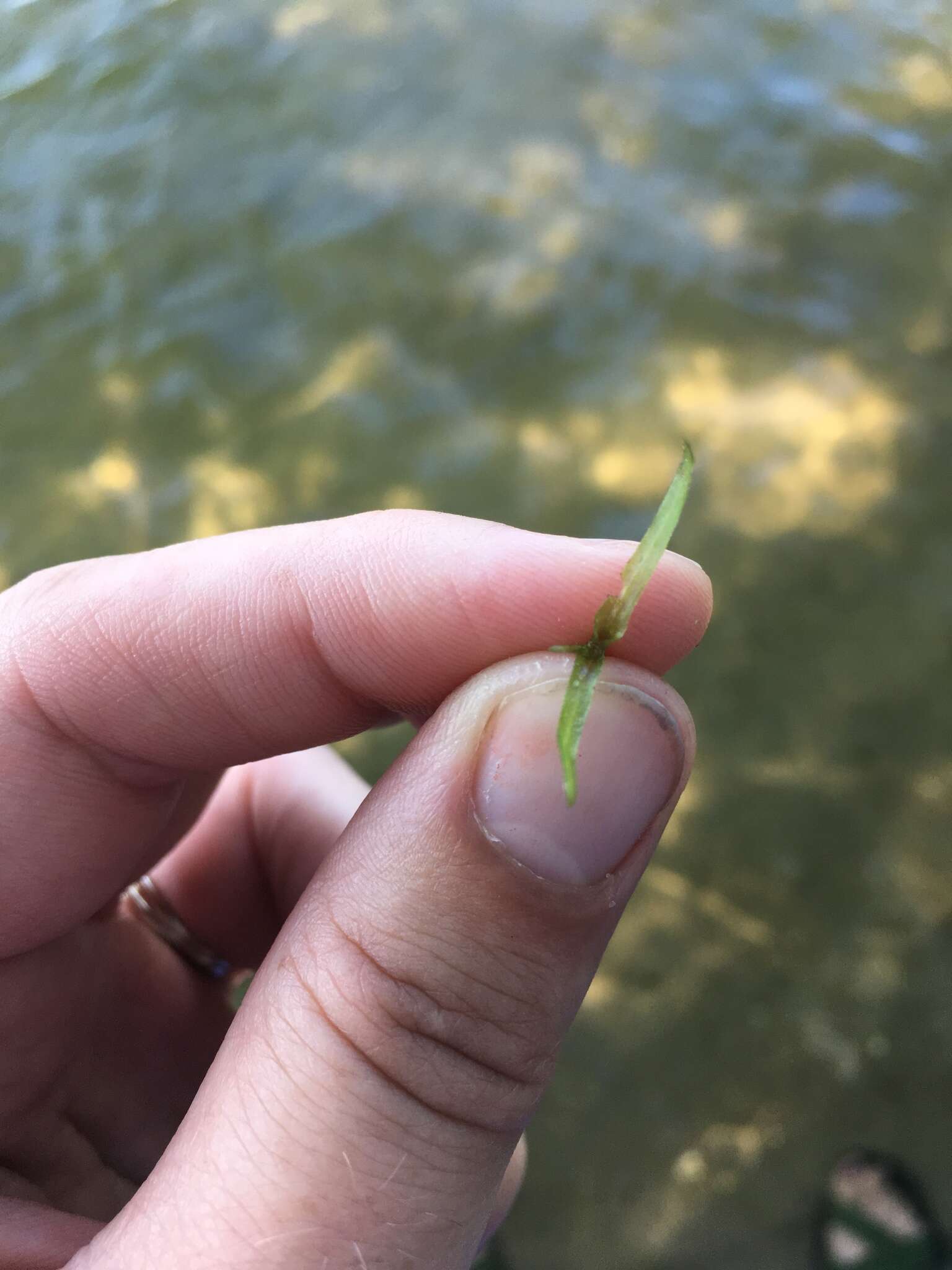 Image of Slender Naiad