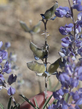 صورة Lupinus argenteus var. utahensis (S. Watson) Barneby