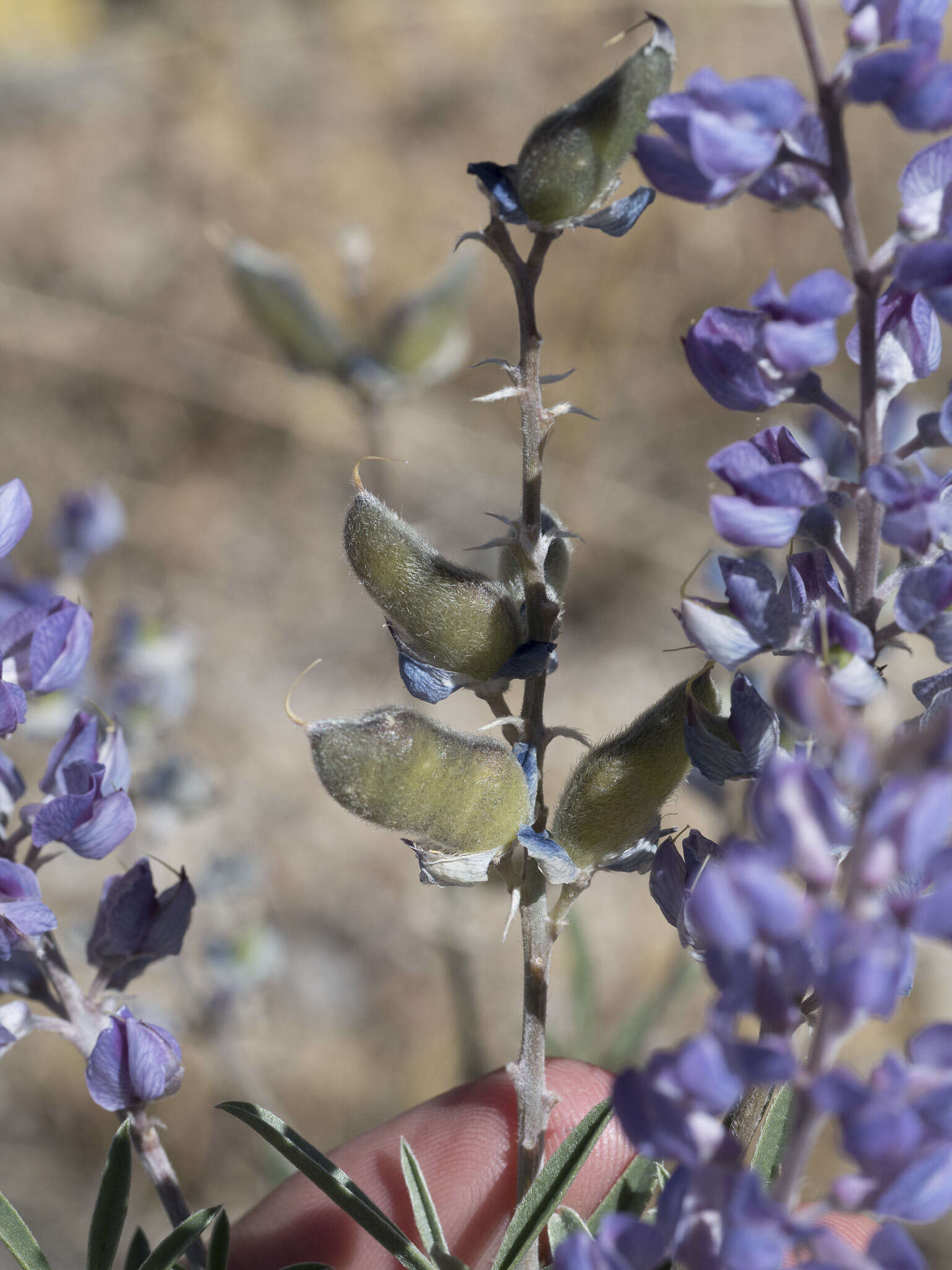 Sivun Lupinus argenteus var. utahensis (S. Watson) Barneby kuva