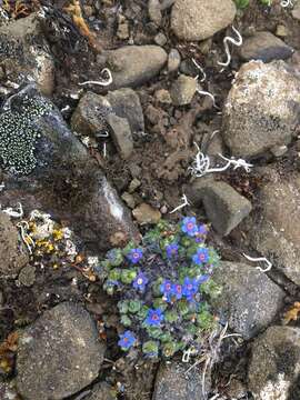 Plancia ëd Eritrichium nanum var. aretioides (Cham.) Herder