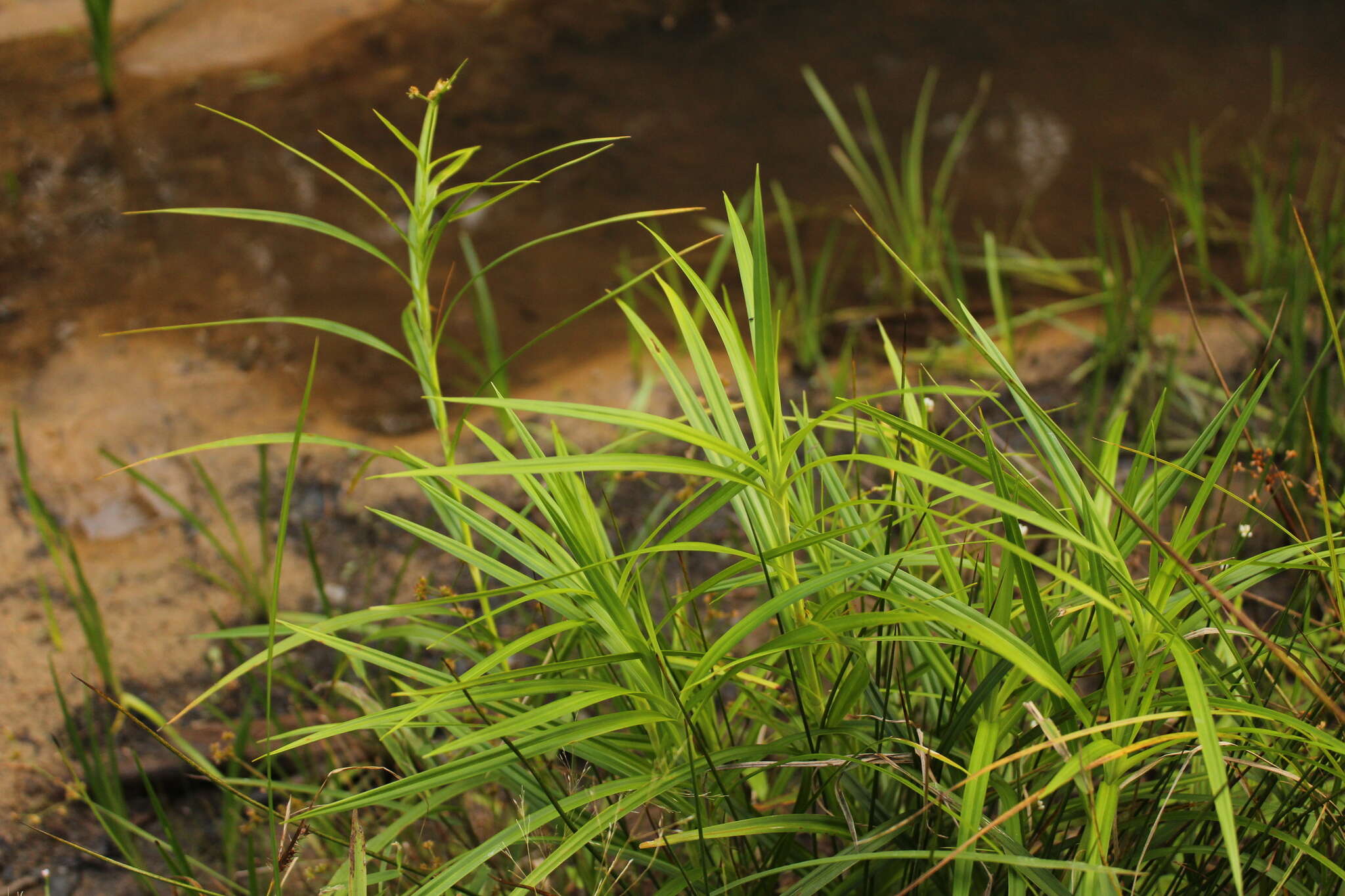 Image of Leafy Bulrush