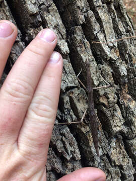 Image of Northern Walkingstick