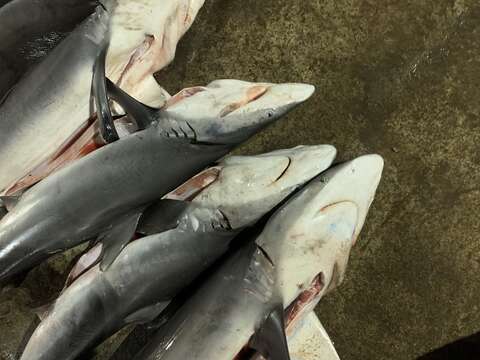 Image of Silky Shark