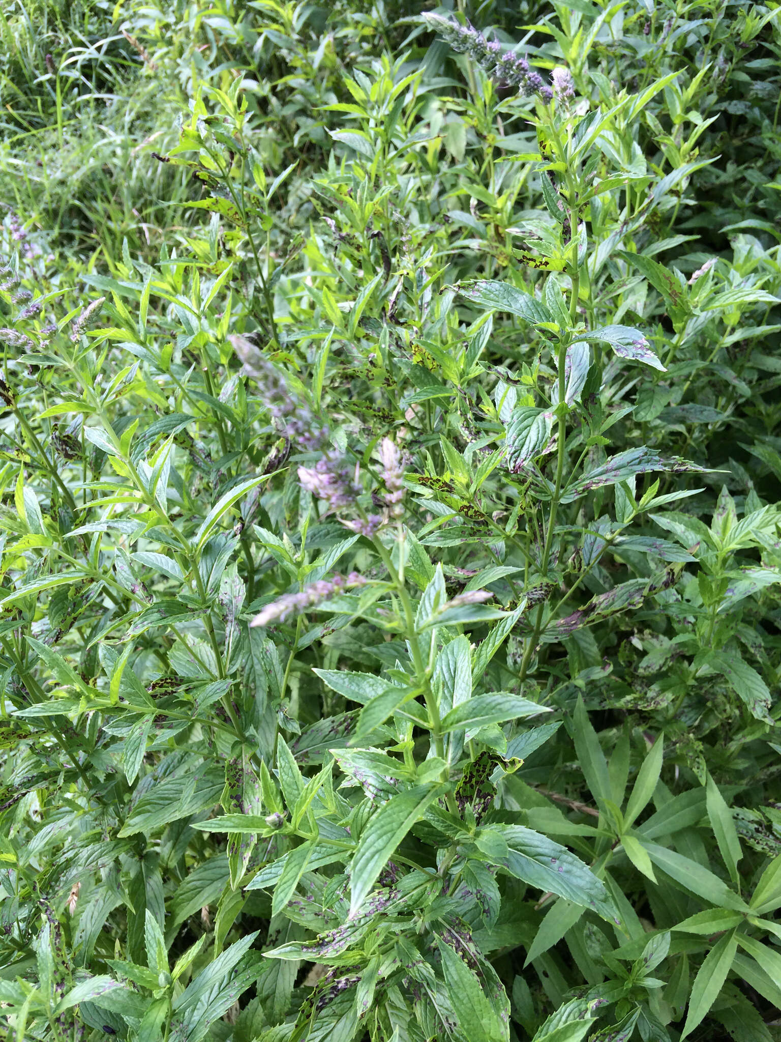 Image of Garden mint