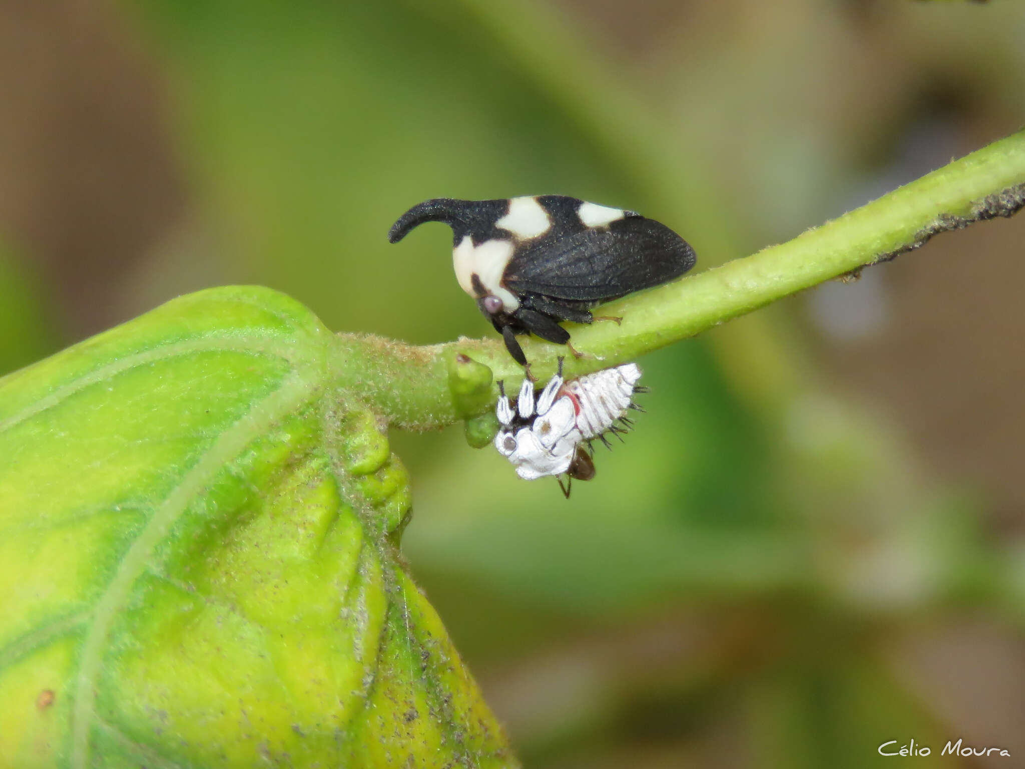 Imagem de Enchophyllum quinquemaculata Fairmaire