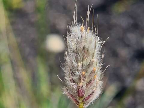 Image of Alopecurus textilis Boiss.