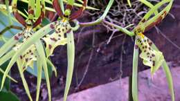 Image of Brassia arachnoidea Barb. Rodr.