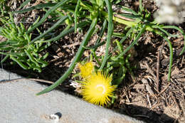 Image of narrow-leaved iceplant