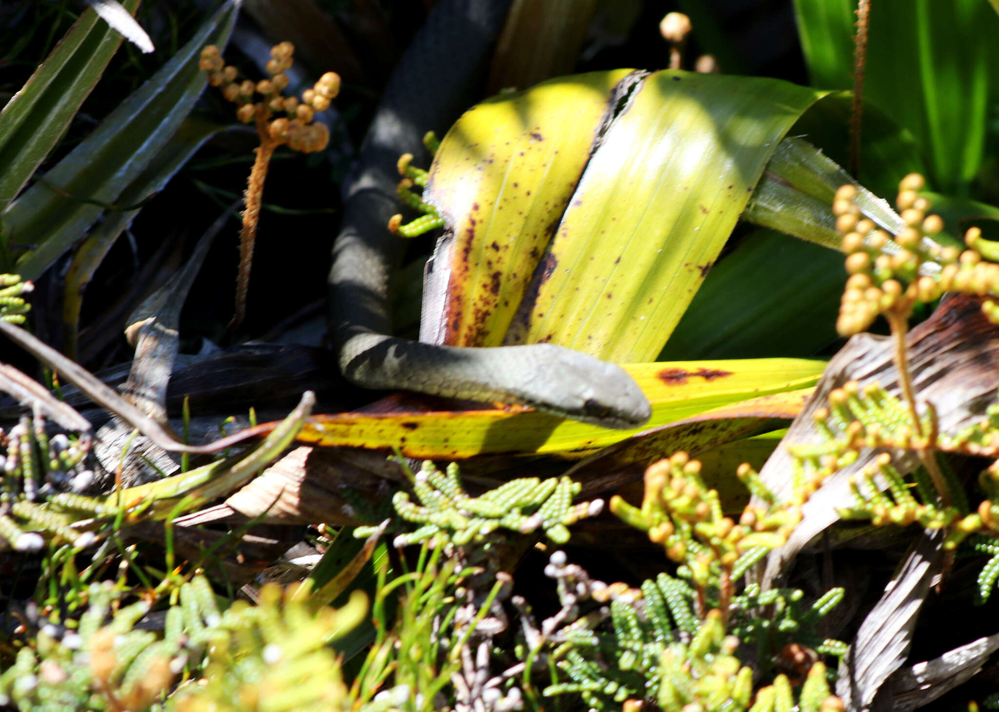 Image of White-lipped snake