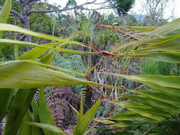 Imagem de Flagellaria neocaledonica Schltr.