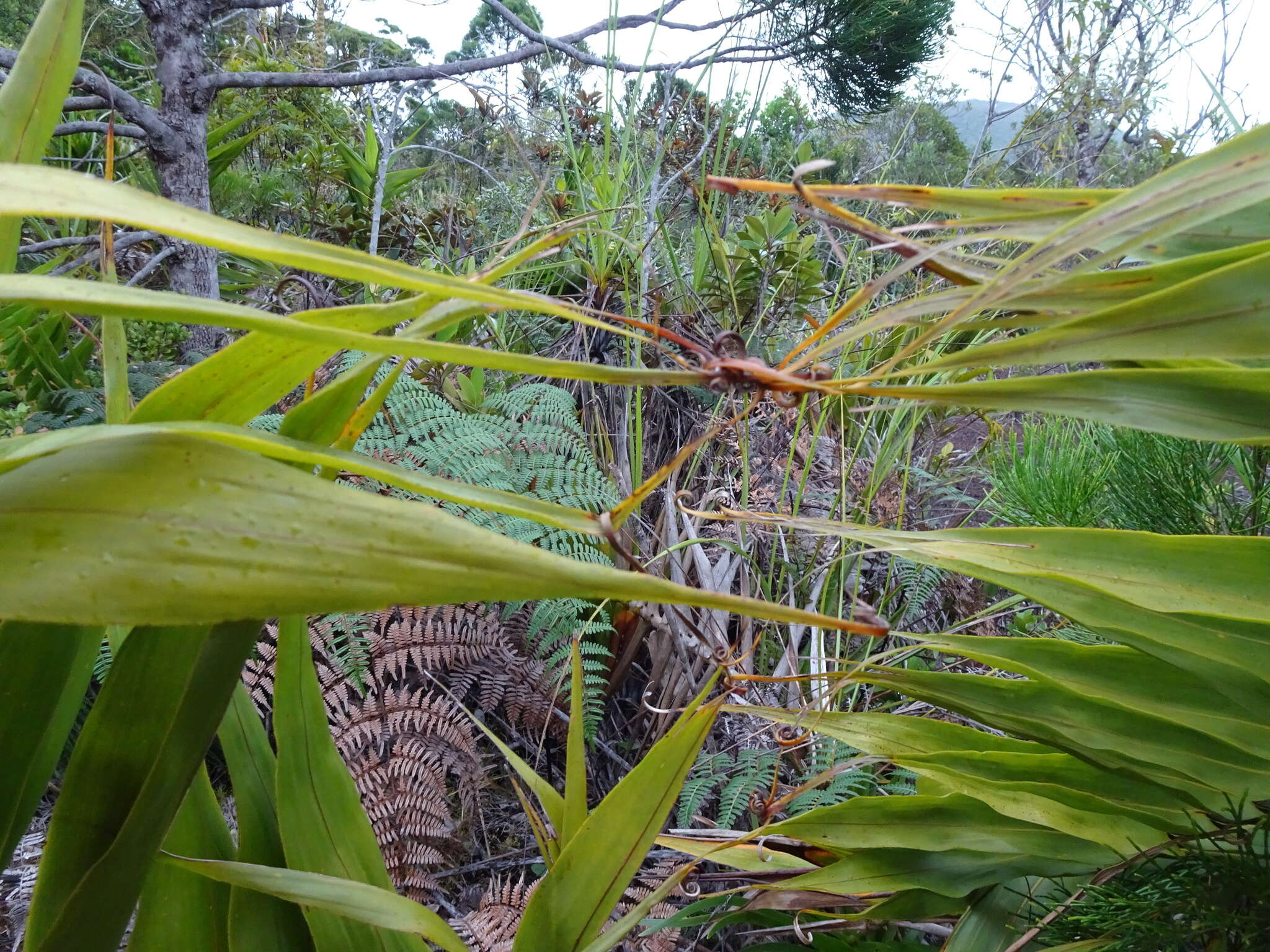 Imagem de Flagellaria neocaledonica Schltr.