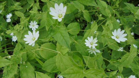 Image of Stellaria bungeana Fenzl