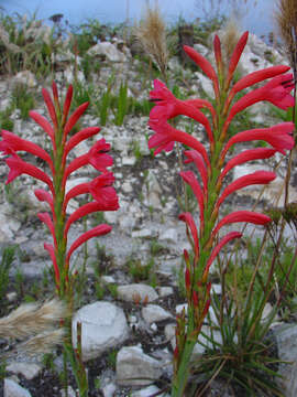 Imagem de Watsonia paucifolia Goldblatt