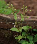 Image of Canscora concanensis C. B. Clark